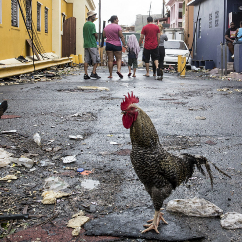 awake to dream rooster
